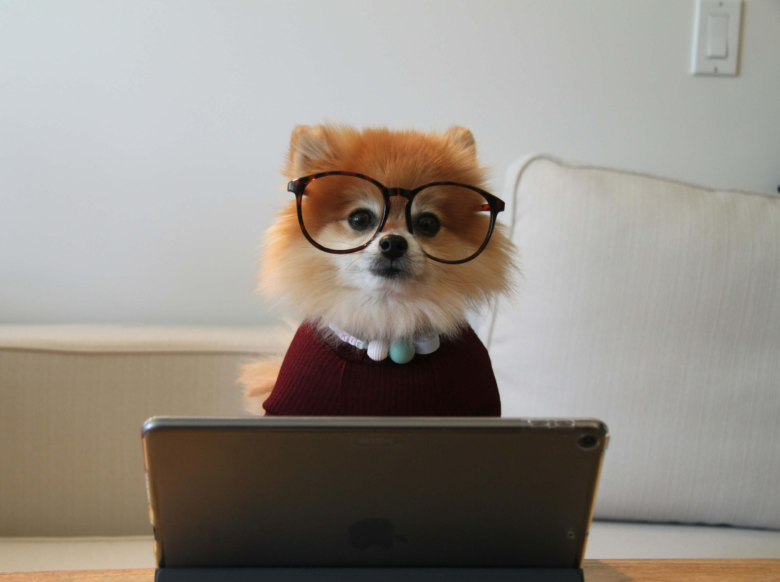 Online learning made fun – CraftESL welcomes learners of all ages and backgrounds Adorable dog wearing glasses using a laptop, symbolizing friendly and relaxed online English lessons